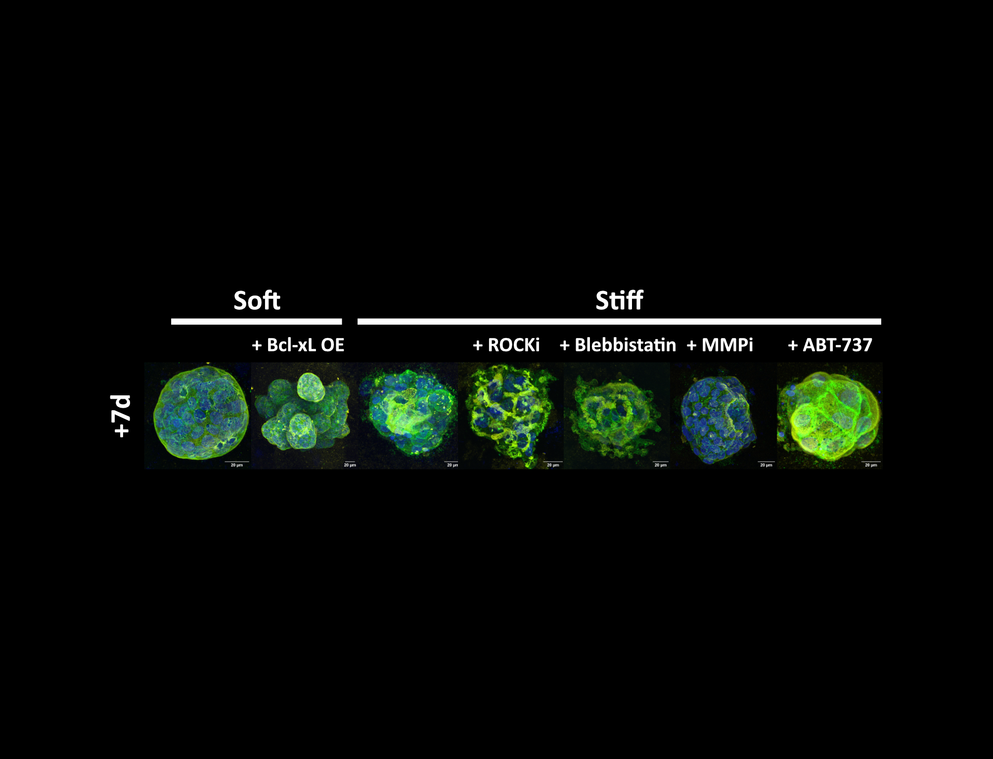 Example phenotypes of mature acini transferred to soft or stiff gels