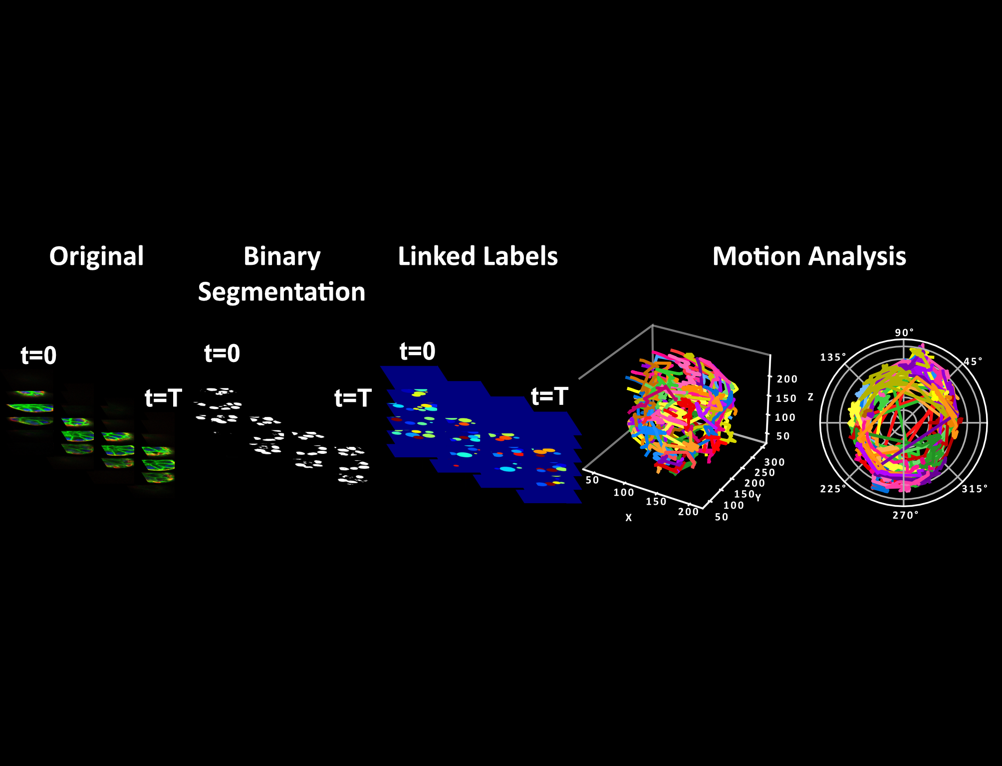 Segmentation of 3D timelapse images to understand cellular motion