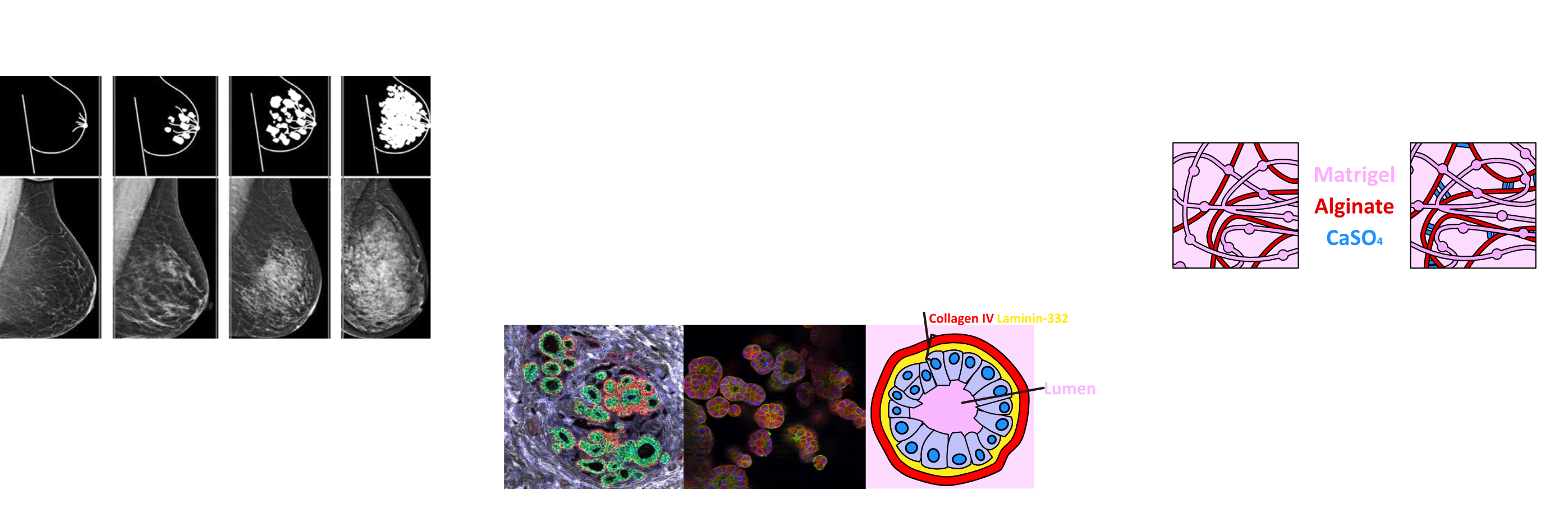 3D cell culture diagrams and microscopy images showing acini formation